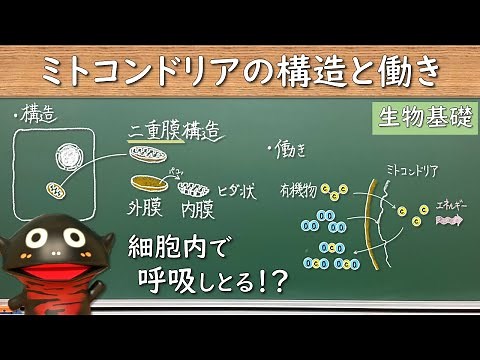 ミトコンドリアの構造と働き【21生物基礎】2022年度以降の入学の新課程に対応