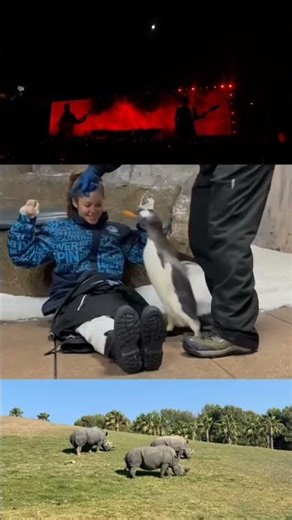 Shakira enjoying ♥️ #shakira #dance #duet