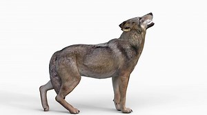wolf howling animation