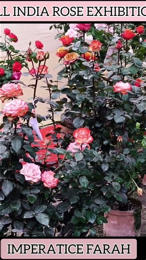 CALCUTTA 300 AND IMPARATICE FARA ROSE 🌹 #rose