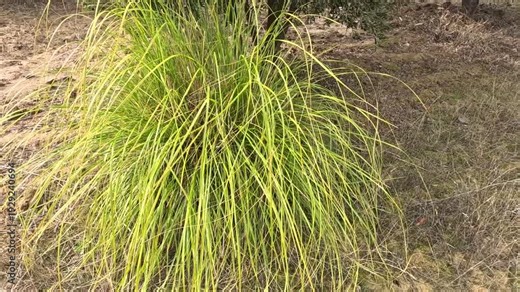 Carex calotides is grass-like sedge with dense, tufted clumps and long, arching leaves. It thrives in moist to semi-moist habitats and is tolerant of drier conditions, making it ideal for landscaping