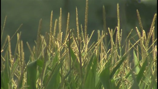 US predicted to have record 2025 corn yield