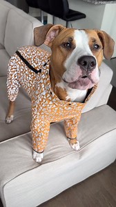 644K views · 32K reactions | My Dog Speaks Perfect English Compilation | Luna The Pittie | Facebook