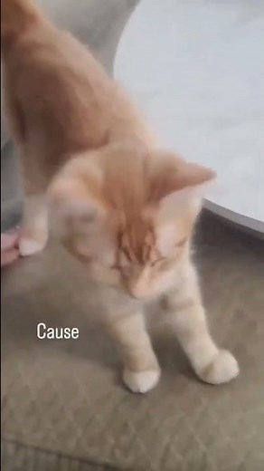 meet Wobble! our wobbly boy born with Cerebellar Hypoplasia, aka Wobbly Cat Syndrome