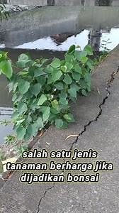 Bahan bonsai ficus bodhi tumbuh liar di pinggiran sungai (ficus religiosa) #bahanbonsai #bonsaibodhi #ficusbonsaimaterial #bonsaitree #bonsai #belajarbonsai #pohonbudha #pohonbonsai #tanamanbonsai #viral #fyp | Alesha Ramadhani Bonsai