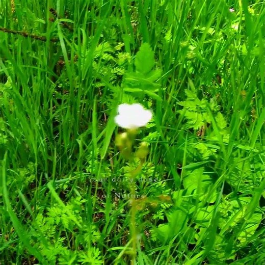 🌳🌼 Healing Frequency 432 Hz | Nature Meditation for Deep Relaxation