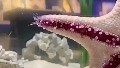 292 reactions · 76 shares | Starfish maneuver gracefully using many small tube-like feet beneath their arms, as brilliantly captured in this time-lapse video by Juliette Horn at the Frost Museum of Science. #starfish #starfishing #oceanwonder | Discvr Blog | Facebook