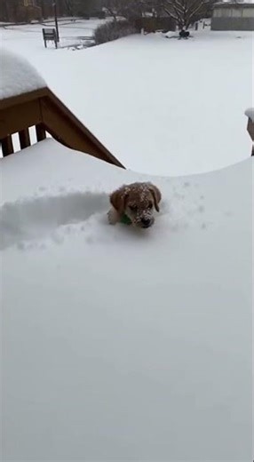 Puppy vs. Deep Snow (Wait for it!) #shorts