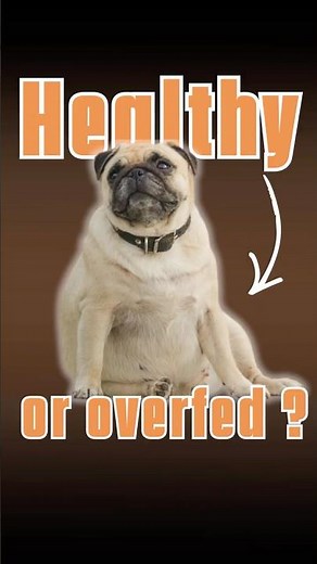 Your Fat Dog Isn’t Cute — It’s Dangerous! 🐶 Smart Diet Can Save Their Life | BunoPets