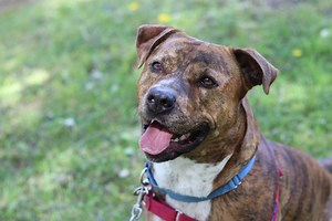 2.4K views · 66 reactions | Who's on Your PIT Crew? Tyson is ready to...