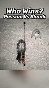 Skunk vs Possum