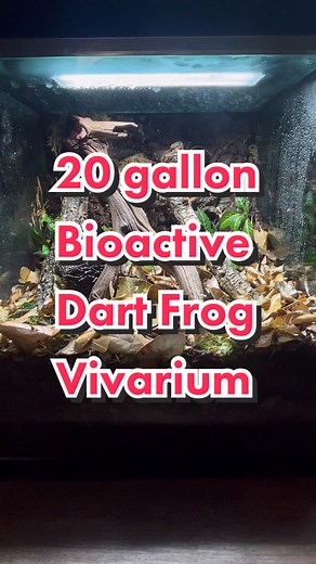 EverEvolvingExotics on TikTok