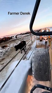 276K views · 1.1K reactions | Pretty farmers walk like this | Klingenberg Farms Studios | Facebook