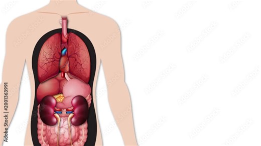 Human Heart Anatomy Animation Showing Blood Circulation and Cardiac Cycle