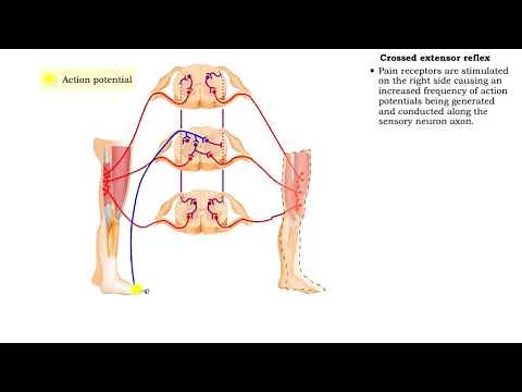 Flexor reflex & Crossed extensor reflex