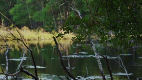 Henry David Thoreau Moves to Walden Pond