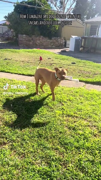 Ruby Forever obsessed with our socks 🧦🐾😂 #dogsoftiktok #fyp #pitbullsoftiktok #doglife #rescuedog#puppytiktok