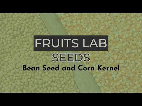 Fruits Lab: Seeds
