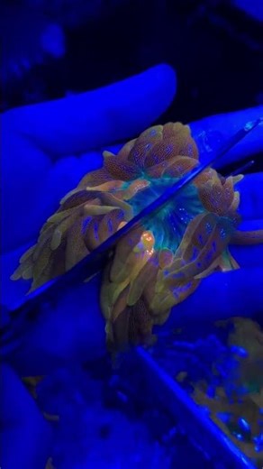 Anemone propagation 🔥😍📸@datcrazycoral
