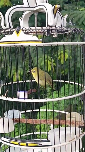 Ciak - ciak kecial kuning