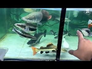 Incredible of Aquarium Setup: Betta Fish, Goldfish, Tropical and Koi Fish Care Tips #26