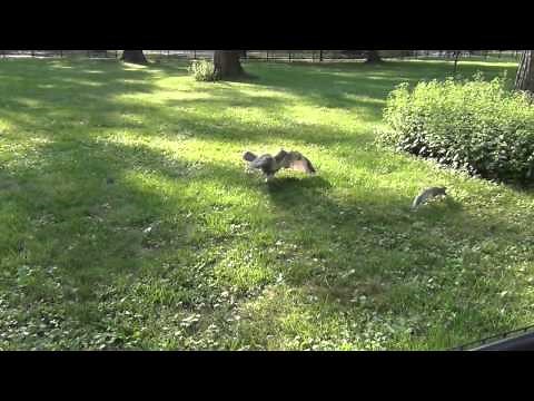 Fight or flight - hawk vs squirrel in central park