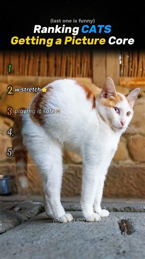 Ranking BEST CATS GETTING A PICTURE Core Moments!!🐱📸