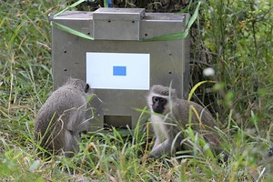 WATCH: SA monkeys are the first to use a touchscreen [Video]