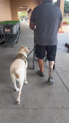 Dude’s pushing that cart like it’s boot camp training while I’m leading the charge like a four-pawed life coach. You want groceries? You better work, human! @Skeeter's-Human @The Villages (R) @Fox & Friends @Brooks Running @Publix #fyp #servicedog #veteran #foryoupage #trending