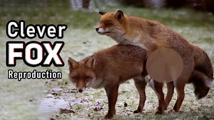 Fox Master of Survival in the Wild – Intelligence – Adaptability – Resilience