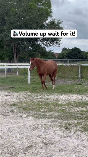 He said: “pull my hoof!” 😂 #horserescuealliance #funnyhorsevideos #funnyhorse