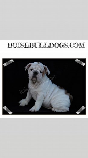 11 reactions | He just gets cuter as he gets older! Our boy Crew is an amazing bulldog! | BoiseBulldogs | Facebook