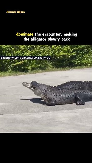 Crocodile vs Alligator Caught on Camera!