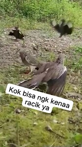 Mikat burung tekukur tepi jalan jumpa burung jalak kerbau #mikatburungtekukur #pikatburung #burungjalak | Gusrizal Bsedao