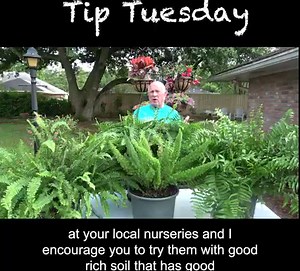 29K views · 523 reactions | LSU AgCenter horticulturist Ed Bush discusses different types of ferns you can grow in your landscape! | LSU AgCenter | Facebook