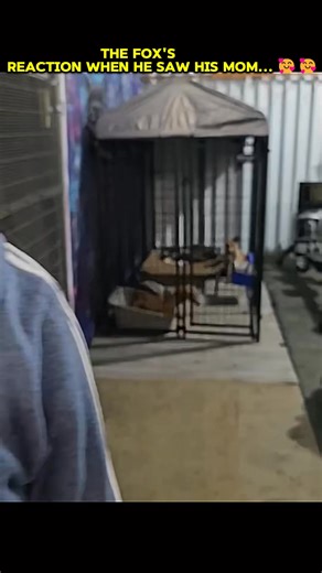 Cute baby fox #trendingreels #foxy #reelsfyp #fox #foxie #animalrescue #babyfox #animals #reelschallenge #animalsoftiktok | Survived PAWS