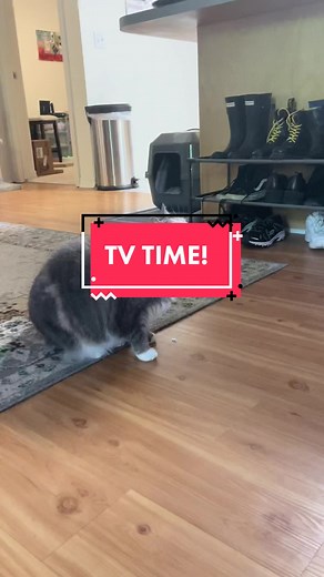 She is talkative today !! But she’s so happy to have tv time #catsoftiktok #tophsworld