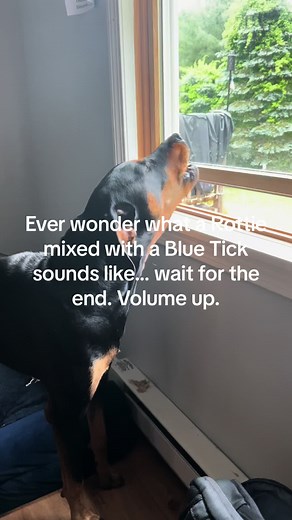 Ever wonder what a Rottie mixed with a Blue Tick coon hound sounds like.. 😝 damn UPS guy! ♥️🥰#freyja #bluetick #blutickcoonhound #rottweiler #rottweilerbluetickmix #bluetickcoonhound🔥 #fouryourpage #fyp #rescuedogsoftiktok #dogsofttiktok #newhampshire #nhdogs #ups #bark #howl