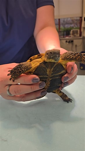 27 reactions | "Peter" the tortoise, liked rocking out to Prince and MJ today.落 | Jill Albrecht | Facebook