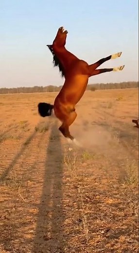 Turning the Tables: A Horse's Stunning Reversal Against Hounding Dogs