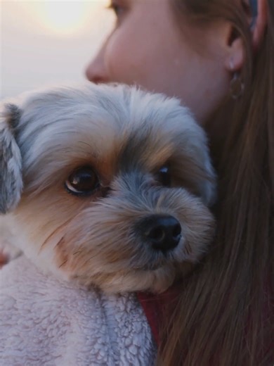 Reason seven Your Dog May Need Probiotics #australia #petcare #dog #probiotics #furfamily