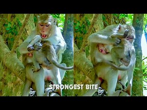 Strongest bite ever... Mum angry baby monkey cry tantrum, mum can't calm bite warning very hard