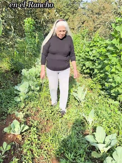 Repollo Fresco: Cosecha y Recetas Caseras