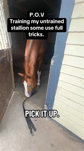 15K views · 986 reactions | Training my horse to do some really useful tricks. He’s not just a pretty face. #Stallion #equestrian #horses #horsetrainingtips #fyp | Tanya Tydeman | Facebook