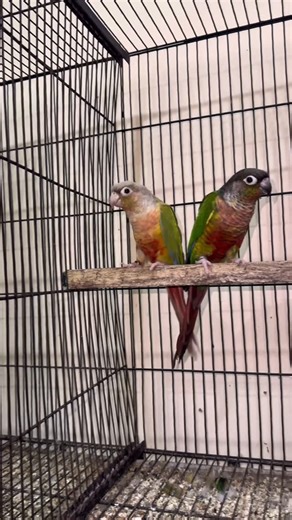 AR Daily Pet Vlogs | Conures Breeding Challenge Part 4 😍 #ardailypetvlogs #conureparrot #petshorts | Instagram