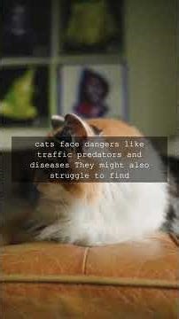 The Lifespan Difference Why Indoor Cats Live Longer Did you know that outdooronly cats...