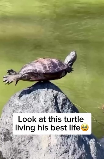 11K views · 132 reactions | The Pro Yoga Turtle  | Creature Trending | Facebook