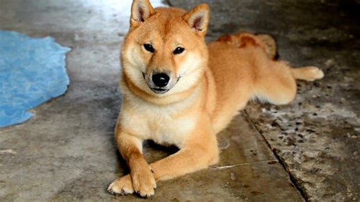 Dog, Shiba Inu, Canine. Free Stock Video