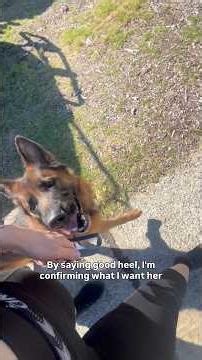Heel Training Isn’t Always Perfect! #dogtrainingtips #germanshepherd #dogshorts #dogtraining
