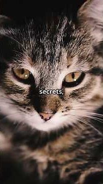 Cats See BETTER in the Dark Than Humans?